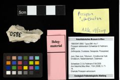 Foto (Objekt + Etiketten) von Prosopon abbreviatum (Schweitzer & Feldmann, 2009) 